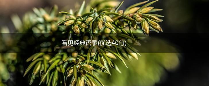 看见经典语录(优选40句),第1张