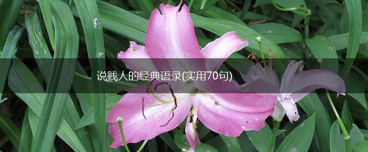 说贱人的经典语录(实用70句),第1张