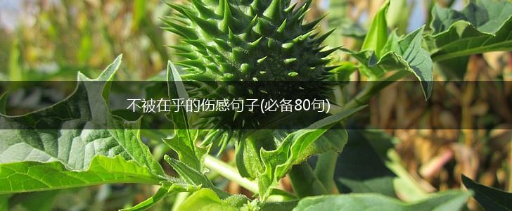 不被在乎的伤感句子(必备80句),第1张