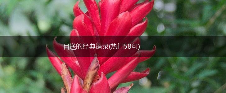 目送的经典语录(热门58句),第1张