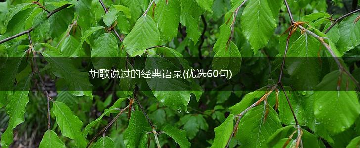 胡歌说过的经典语录(优选60句),第1张