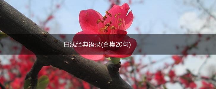 白浅经典语录(合集20句),第1张