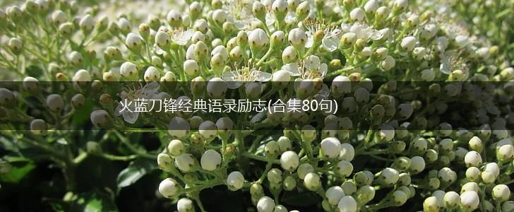 火蓝刀锋经典语录励志(合集80句),第1张