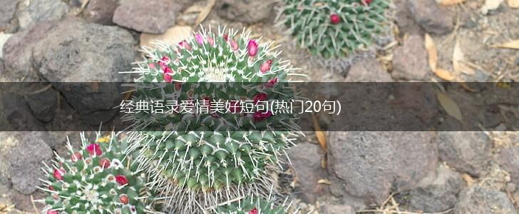 经典语录爱情美好短句(热门20句),第1张