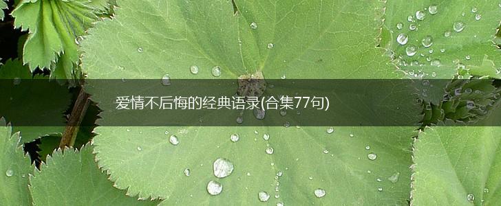 爱情不后悔的经典语录(合集77句),第1张