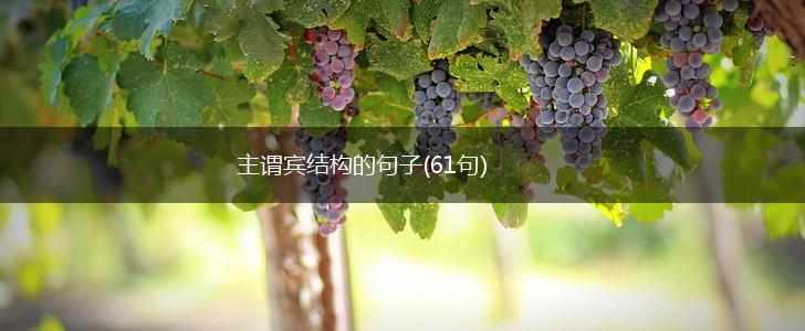 主谓宾结构的句子(61句),第1张