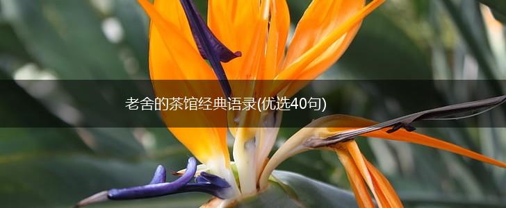 老舍的茶馆经典语录(优选40句),第1张