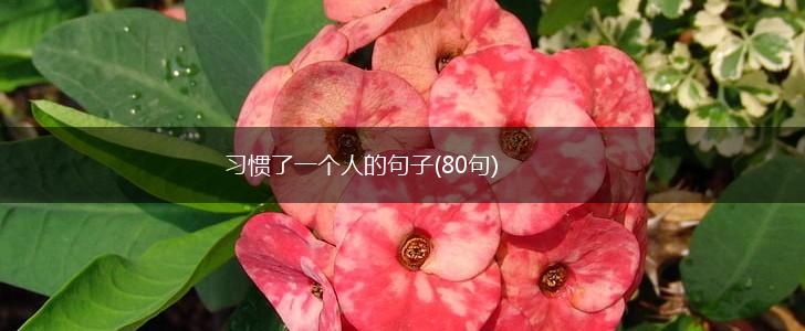 习惯了一个人的句子(80句),第1张