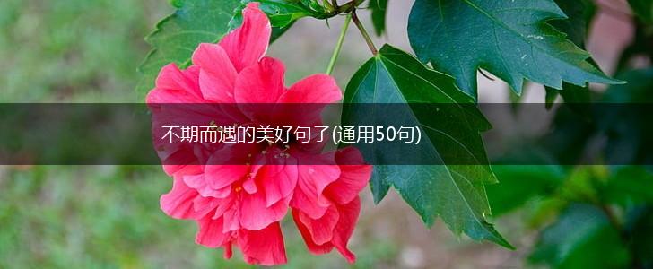 不期而遇的美好句子(通用50句),第1张