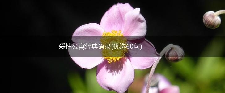 爱情公寓经典语录(优选60句),第1张 爱情公寓经典语录(优选60句),第1张