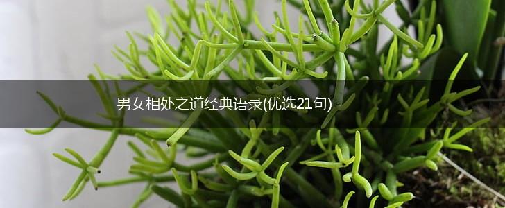 男女相处之道经典语录(优选21句),第1张
