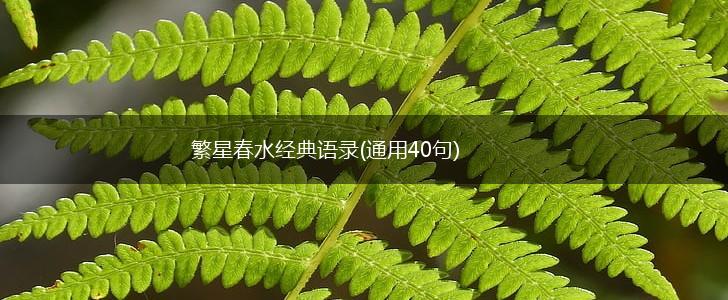繁星春水经典语录(通用40句),第1张