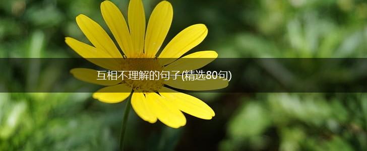 互相不理解的句子(精选80句),第1张