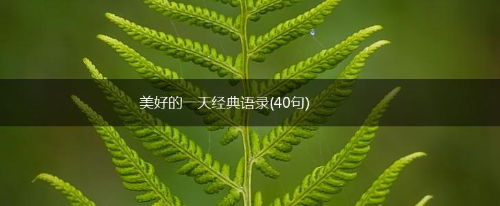 美好的一天经典语录(40句),第1张