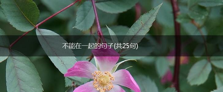不能在一起的句子(共25句),第1张