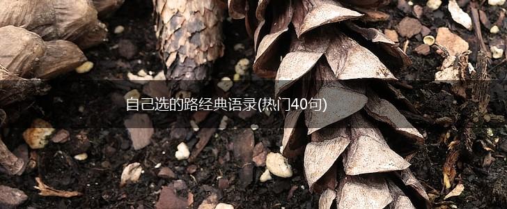 自己选的路经典语录(热门40句),第1张
