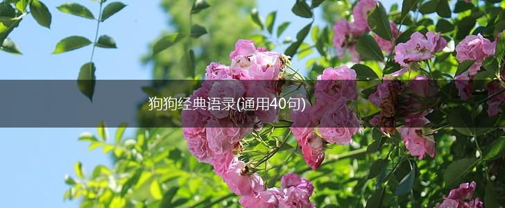 狗狗经典语录(通用40句),第1张