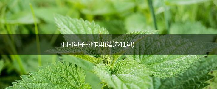 中间句子的作用(精选41句),第1张