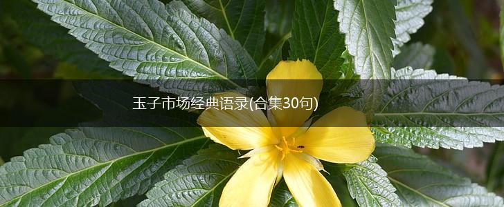 玉子市场经典语录(合集30句),第1张