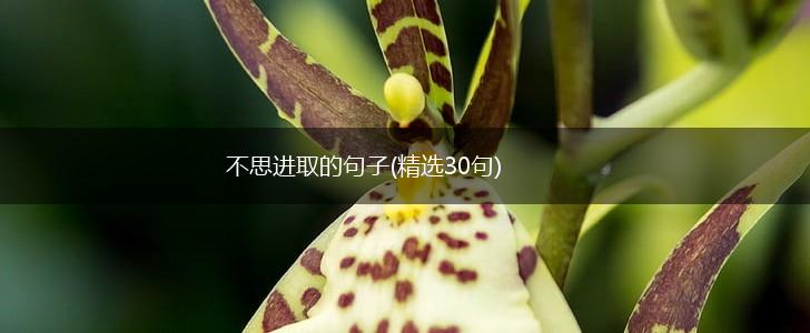 不思进取的句子(精选30句),第1张