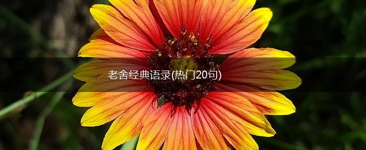 老舍经典语录(热门20句),第1张
