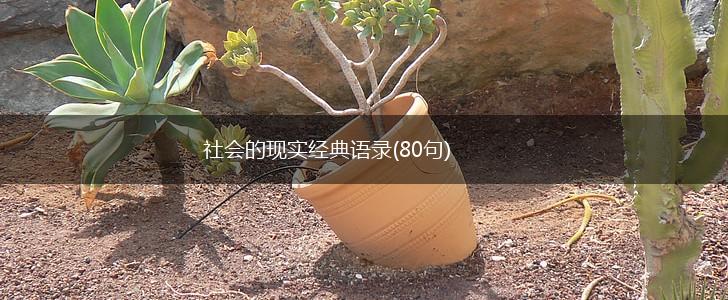 社会的现实经典语录(80句),第1张