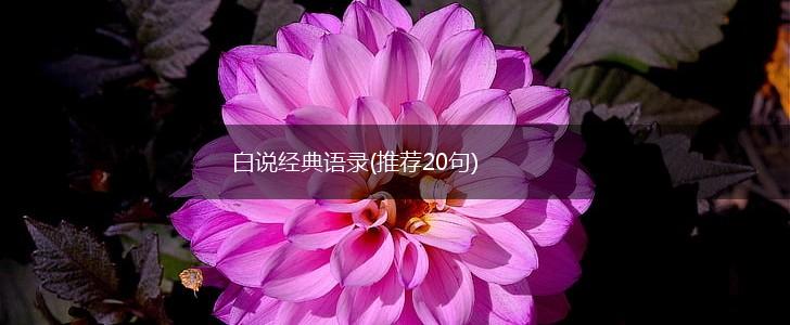 白说经典语录(推荐20句),第1张