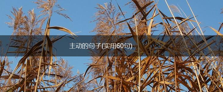 主动的句子(实用60句),第1张
