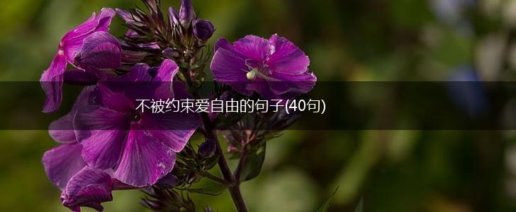 不被约束爱自由的句子(40句),第1张