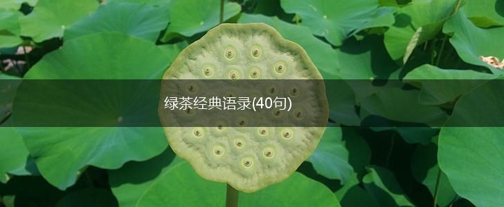 绿茶经典语录(40句),第1张