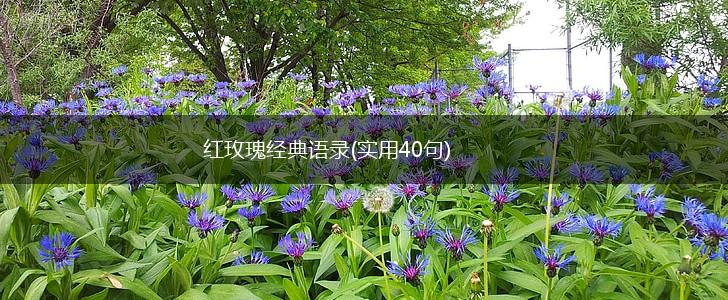 红玫瑰经典语录(实用40句),第1张