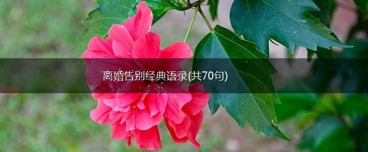 离婚告别经典语录(共70句),第1张