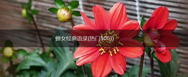 蝉女经典语录(热门50句),第1张