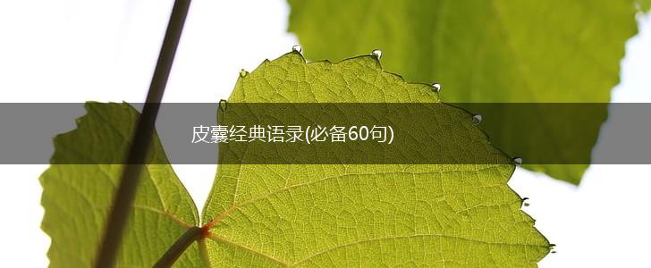 皮囊经典语录(必备60句),第1张