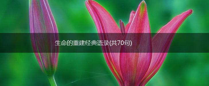 生命的重建经典语录(共70句),第1张 生命的重建经典语录(共70句),第1张