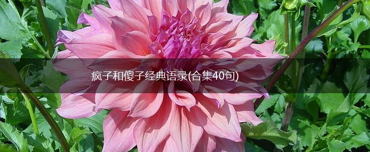 疯子和傻子经典语录(合集40句),第1张