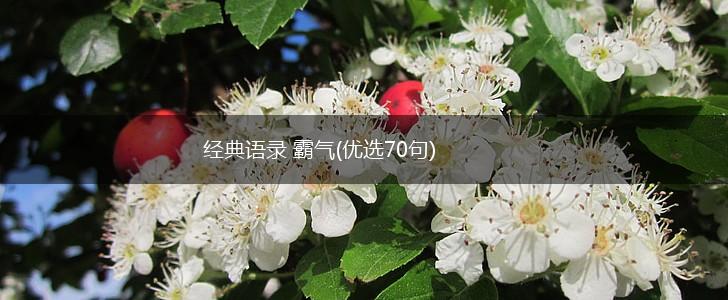 经典语录 霸气(优选70句),第1张