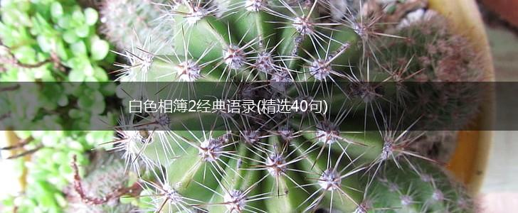 白色相簿2经典语录(精选40句),第1张