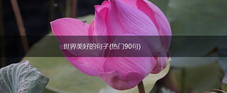 世界美好的句子(热门90句),第1张
