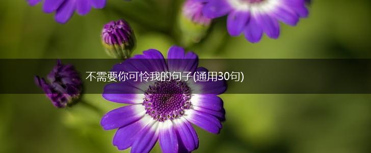 不需要你可怜我的句子(通用30句),第1张