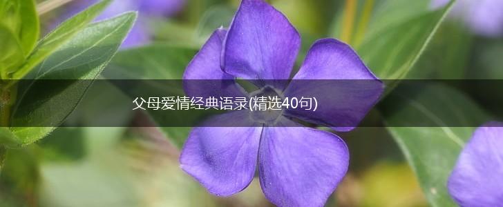 父母爱情经典语录(精选40句),第1张