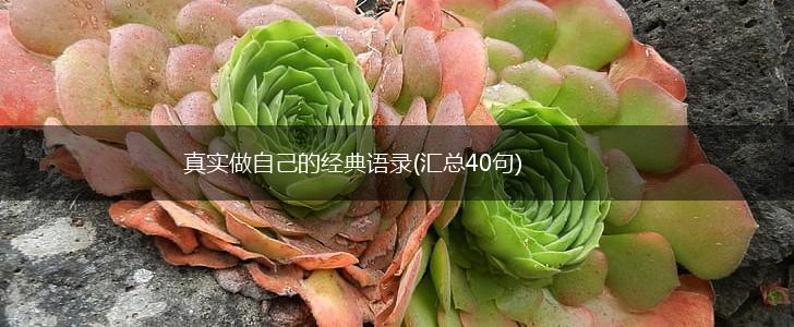 真实做自己的经典语录(汇总40句),第1张