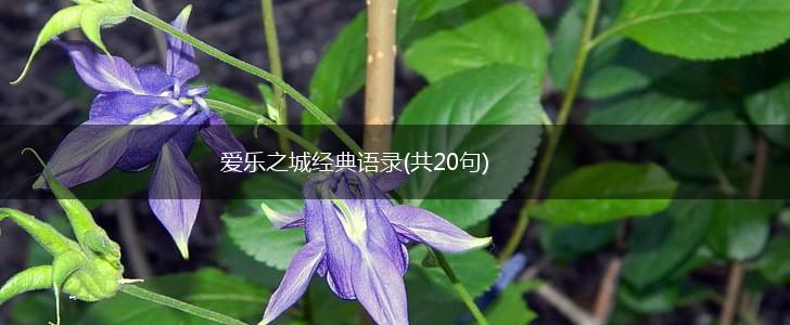 爱乐之城经典语录(共20句),第1张