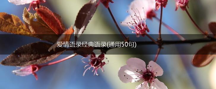 爱情语录经典语录(通用50句),第1张 爱情语录经典语录(通用50句),第1张