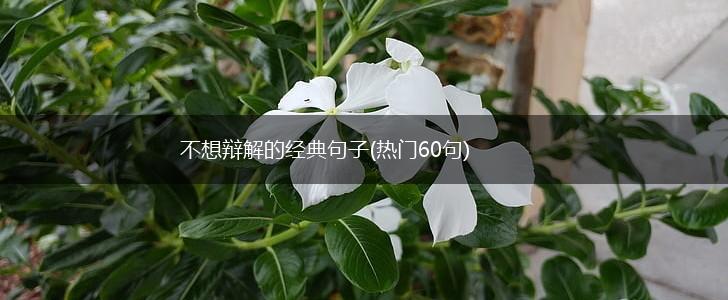 不想辩解的经典句子(热门60句),第1张