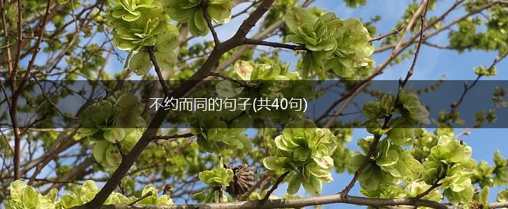 不约而同的句子(共40句),第1张
