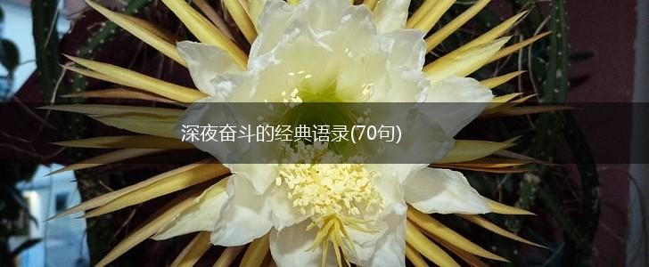 深夜奋斗的经典语录(70句),第1张
