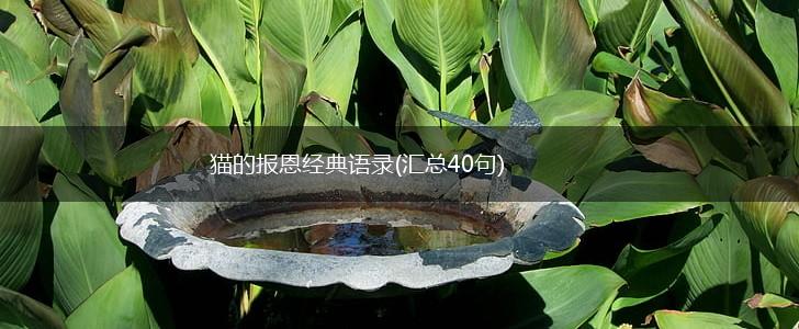 猫的报恩经典语录(汇总40句),第1张 猫的报恩经典语录(汇总40句),第1张