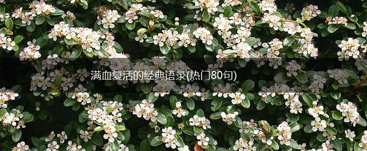 满血复活的经典语录(热门80句),第1张