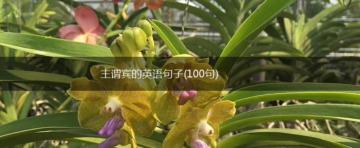 主谓宾的英语句子(100句),第1张